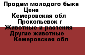 Продам молодого быка › Цена ­ 45 000 - Кемеровская обл., Прокопьевск г. Животные и растения » Другие животные   . Кемеровская обл.